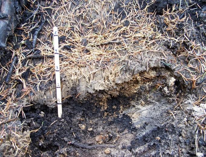 Such soil surface fire effects are often considered good for soil.