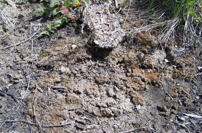 Such ash layers absorb water fairly well, however, may not allow water percolation through them into the mineral soil below.