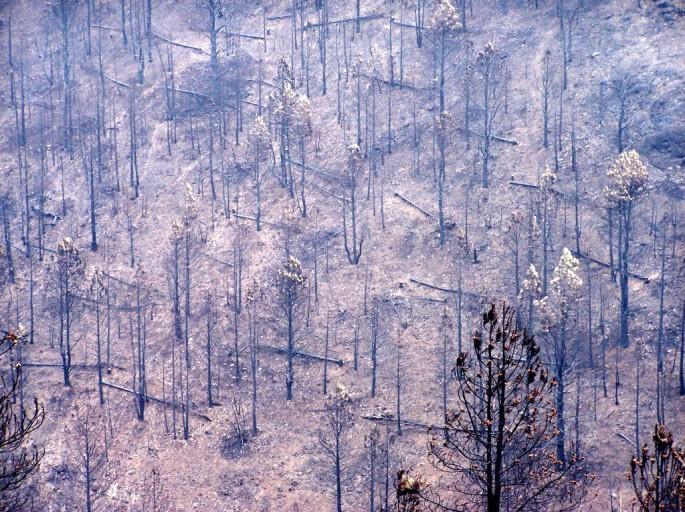 Areas that have had severe wildfire impacts to both the overstory trees and understory grasses and forbs are highly prone to surface erosion because of a combination of ash properties and the lack of