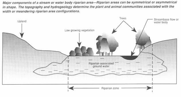 The Extent and Width of Riparian Lands Diagram taken from Riparian Zones,