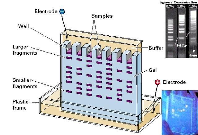 I. Objectives: 1. To have students review agarose gel electrophoresis as a tool for separating DNA fragments 2.