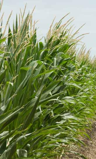 Give crops access to ammonium Plants take up the majority of their nitrogen as nitrate nitrogen for one simple reason it is more readily available to them.