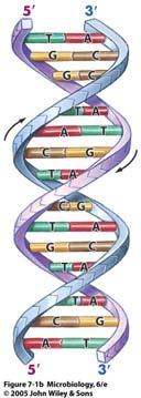 bases Adenine / Thymine Guanine / Cytosine Antiparallel & ends Wrapped in a helix DNA structure