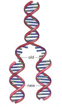 DNA s jobs (information transfer) 1. Direct its own replication so each daughter cell gets an exact copy of the parent s genome Information transfer: The Central Dogma 2.