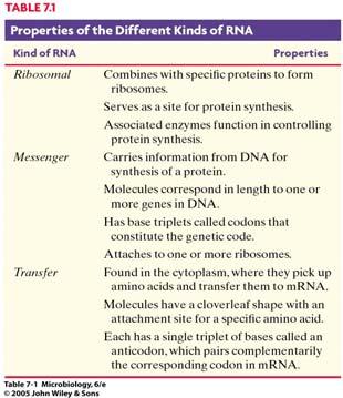 (no change in amino acid sequence) because the genetic code is degenerate Point mutation can cause a change in amino acid sequence of a