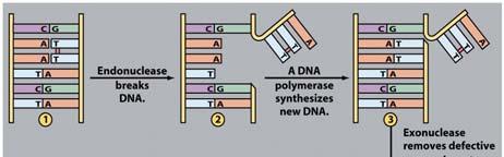 kinds, depends on where they work in a DNA strand, whether they cut one strand or both Polymerase: Synthesizes new DNA polymer