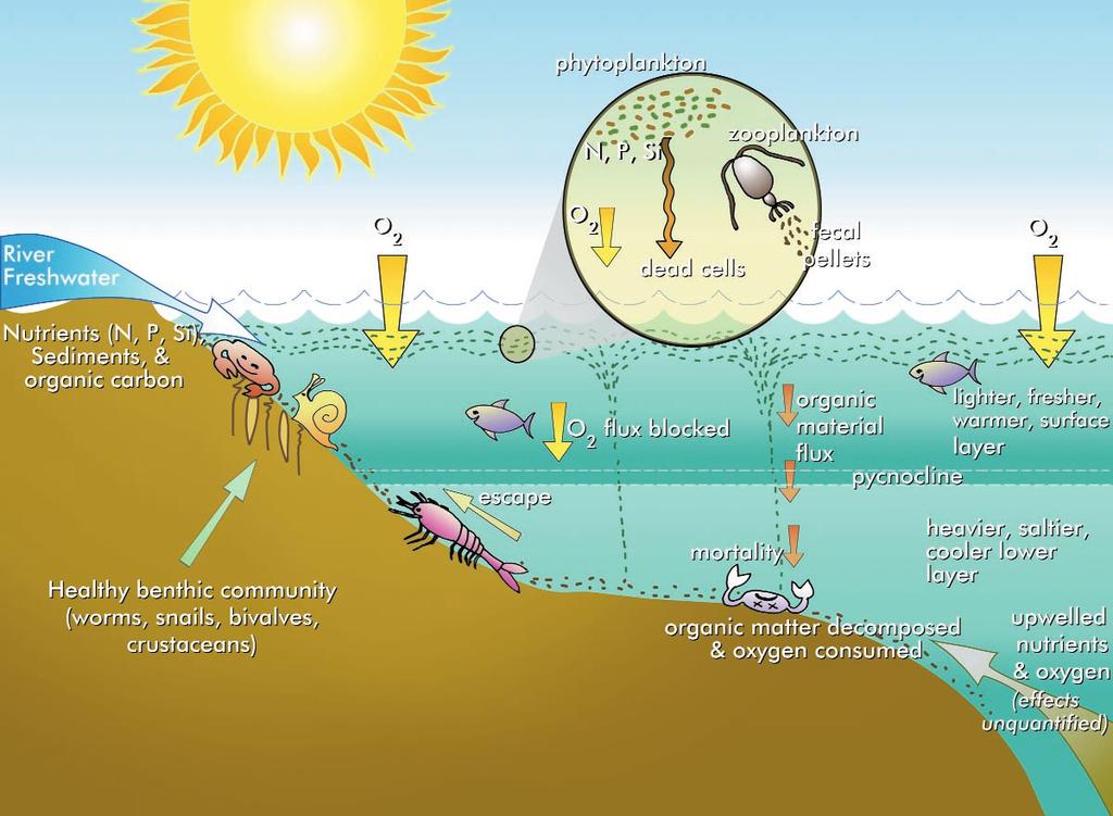 FIG. 2.1 The Eutrophication Process Eutrophication occurs when organic matter increases in an ecosystem.