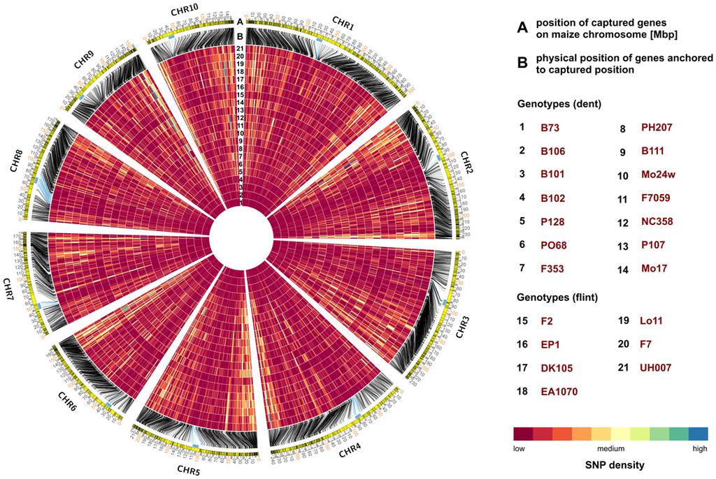 Fig 5. Venn diagram of marker/variants in maize. Illustration of the overlapping intersections between four diversity data sets (50K, GBS, RNAseq, and HapMap2) and the CornFed Target Diversity (CTD).