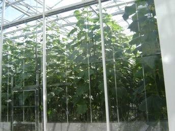 Crop yield - cucumber high-wire Cumulatief productie