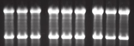 RNAlater Tissue Collection: RNA Stabilization Solution Cat #7020 (100 ml), #7024 (250 ml), #7021 (500 ml), #7022 (50 x 1.5 ml), #7023 (20 x 5 ml) A.