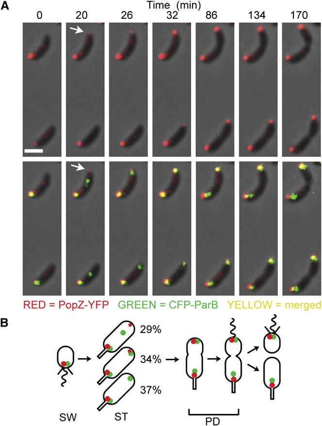 Figure 2. Upon Initiation of DNA Replication, PopZ Colocalizes with the ori/parb Complex at the New Pole (A) Time-lapse analysis of CFP-ParB and PopZ-YFP localization.