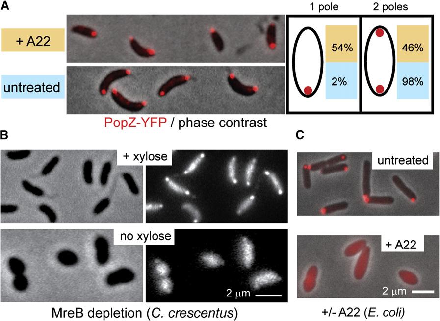 Figure 5. MreB Activity Is Required for the Polar Localization and Maintenance of PopZ (A) A22 inhibits the formation of PopZ-YFP foci at the new pole.