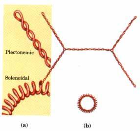 DNA compaction requires a special of supercoling Plectonemic supercoiling is the right handed form which observed in isolated DNA (without protein binding) in solution from laboratory, dose