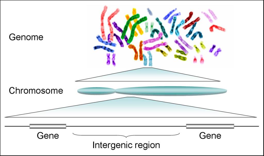 Chromosome in Eukaryotic cell Chromosome: single long DNA contains a linear array of many genes.