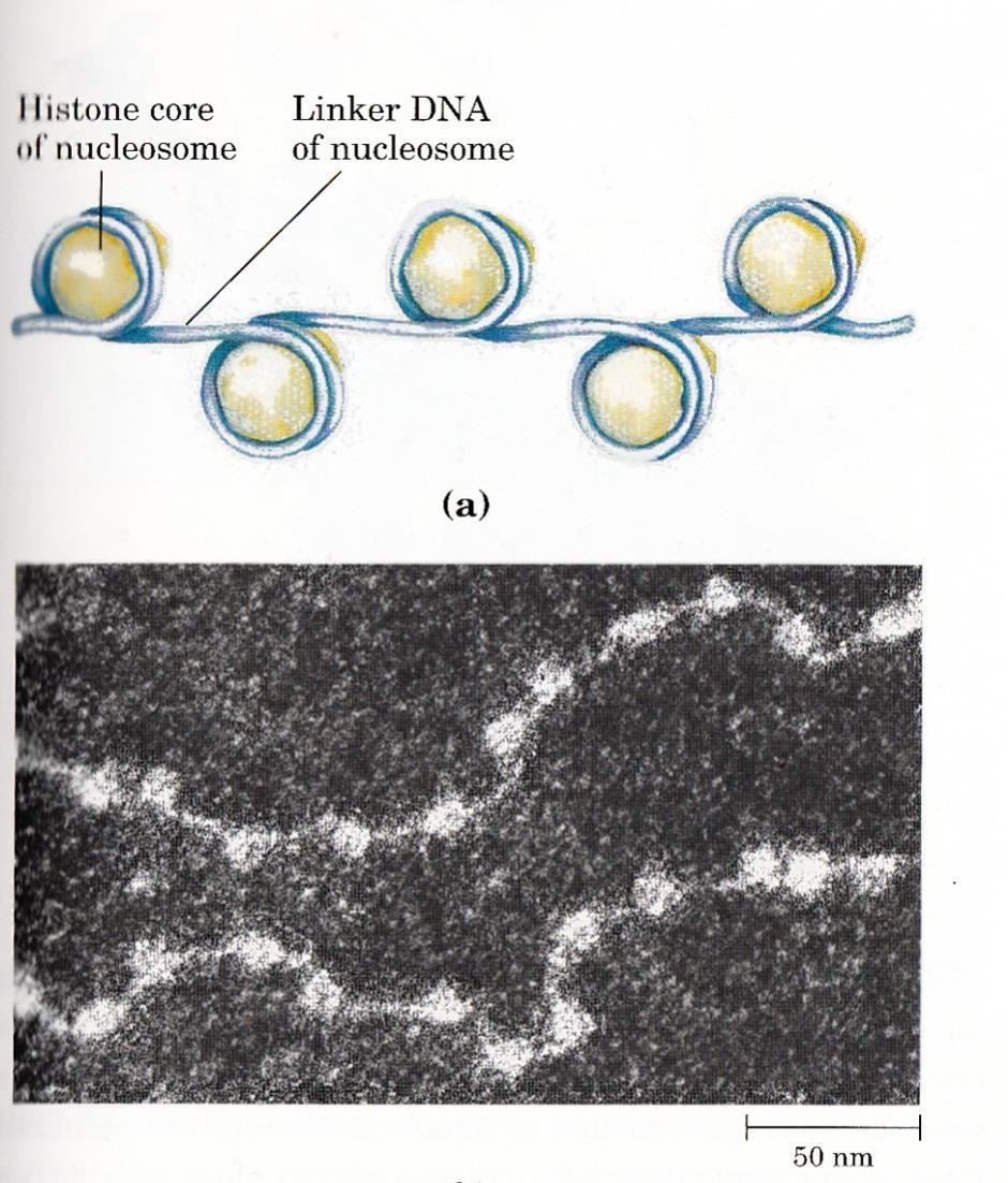 Chromatin It consists of fiber containing not only DNA but also combine with protein.