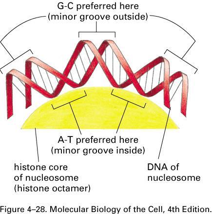 How DNA wrap up to histones to form Nucleosome The tight wrapping of DNA around the histones core requires the removal of about one helical turn in the DNA to introduce left-handed selenoidal