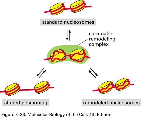 Chromatin Remodeling The mechanism for modifying chromatin and allowing