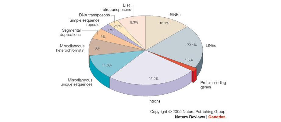Type of sequence in Eukaryotic genome Almost 50% of human genome are Transposons