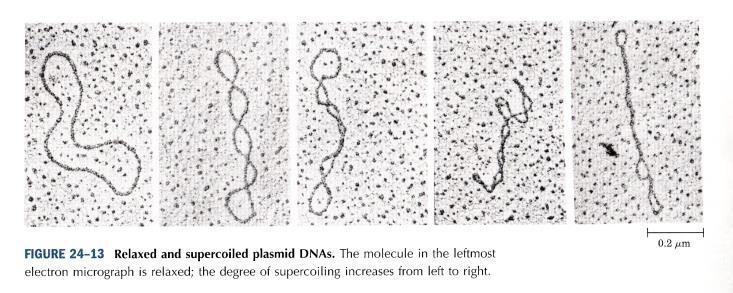 DNA packaging in Eukaryote : DNA supercoiling DNA is extremely compacted implying a high degree of structural organization Most cellular DNA in underwound Supercoiling is tertiary structure of DNA