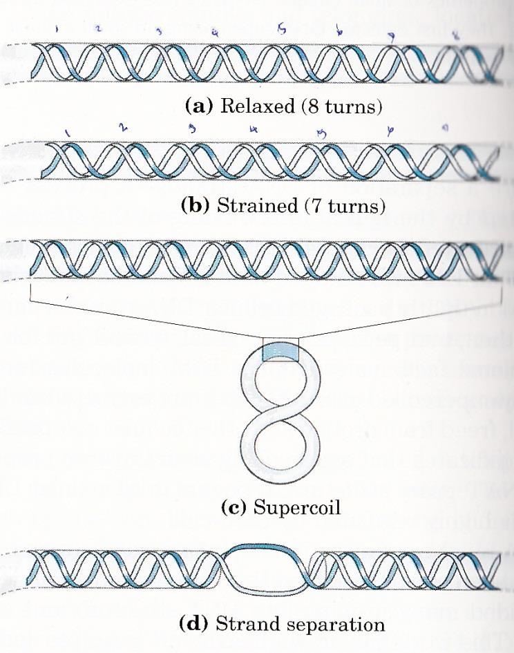 DNA supercoiling The strain is a result of underwinding of the DNA double helix In a "relaxed" double-helical segment of B-DNA, the two strands twist around the helical axis once every 10.4 10.