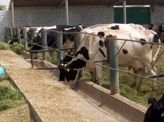 Livestock policies to secure the supply The implementation of modern dairying with smallholder