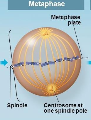 METAPHASE Centromeres are on opposite poles of the cell Chromosomes line up down the
