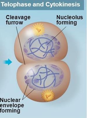 CYTOKINESIS Cleavage Furrow is made and the cell is pinched in half 2 new