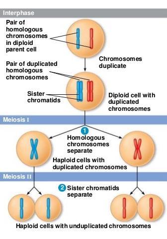 MEIOSIS 2 Separates sister chromatids Prophase.