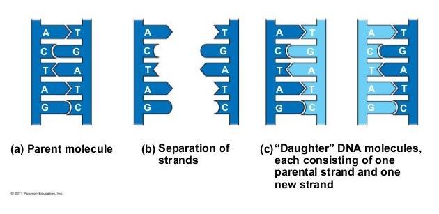DNA REPLICATION In order for DNA to replicate the double helix must be split to 2