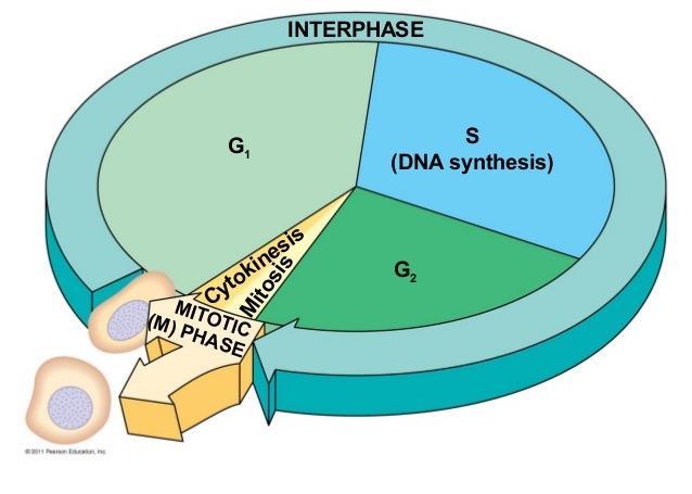 CELL CYCLE STAGES G1 phase (interphase) S phase