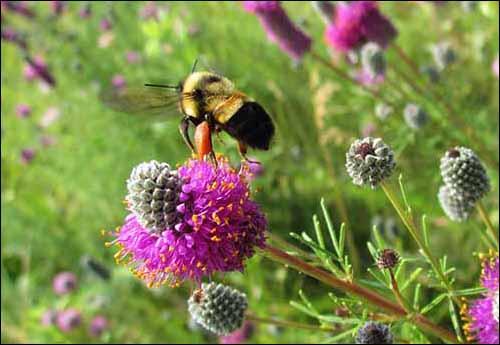 measures Rusty patched bumblebee (endangered species) Documented habitat within 2 ½ miles of