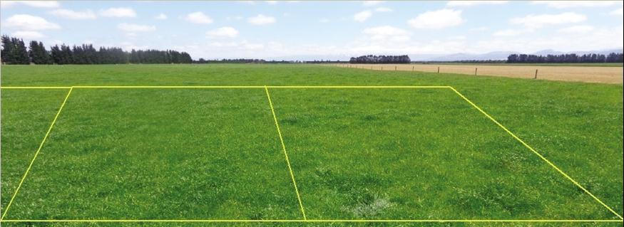 Fig.4 Pre-grazed treatments with 30kgN/ha as ONEsystem (left) and granular urea (right). Note how the urine patches have become almost unnoticeable with ONEsystem.