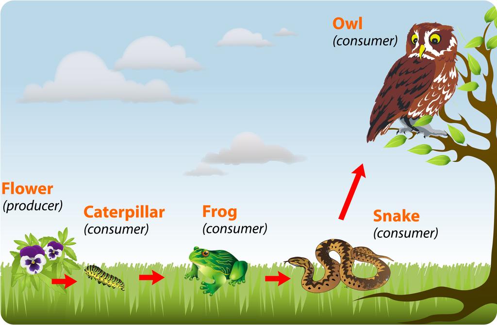 Food Chains A food chain represents a single pathway through which energy and matter flow through an ecosystem. An example is shown in Figure below.