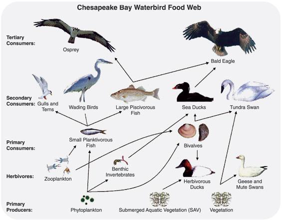 Food Web: This food web consists of several different food chains. Which organisms are producers in all of the food chains included in the food web?