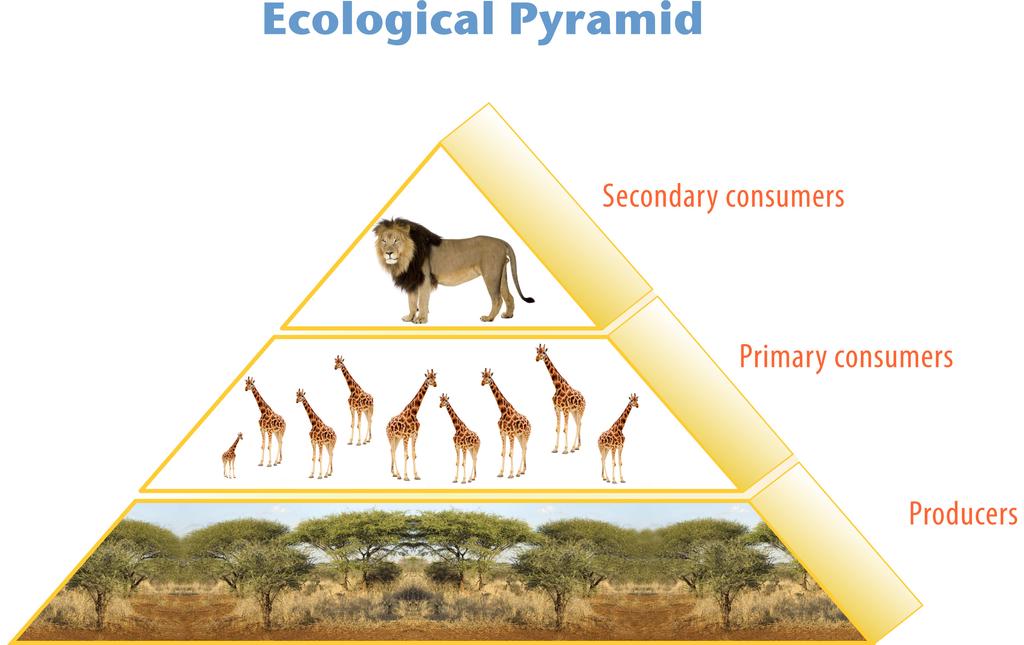 Many consumers feed at more than one trophic level. Humans, for example, are primary consumers when they eat plants such as vegetables. They are secondary consumers when they eat cows.