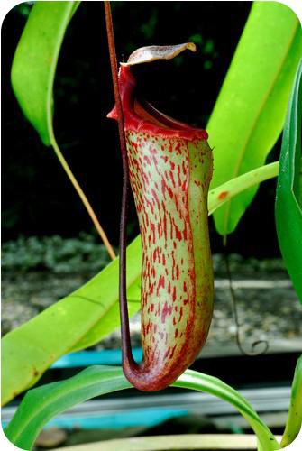 Pitcher Plant: Virtually all plants are producers. This pitcher plant is an exception. It consumes insects.