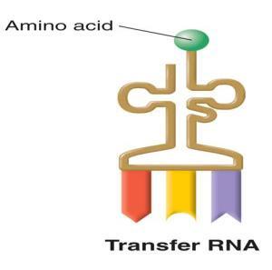 The main job of RNA is to assemble amino acids into proteins! TYPES OF RNA (mrna)- serve as messengers from the DNA to the rest of the cell.