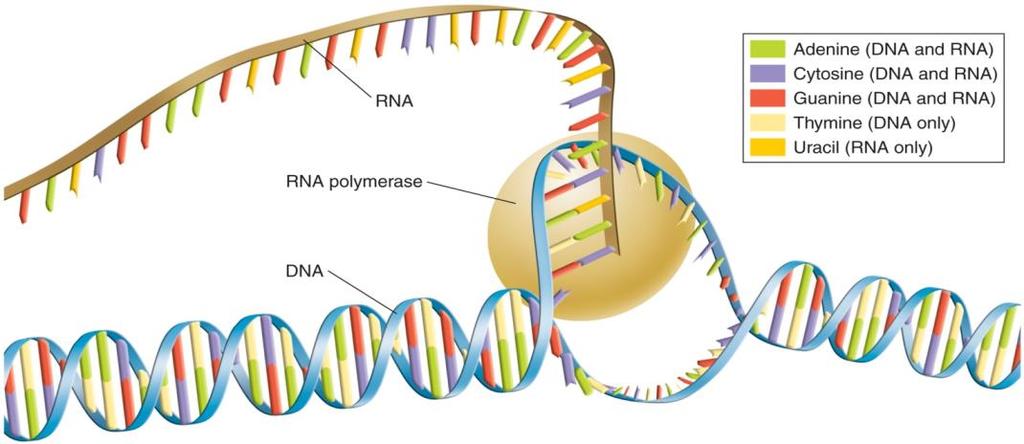 TRANSCRIPTION- Requires, which uses one strand of DNA as a