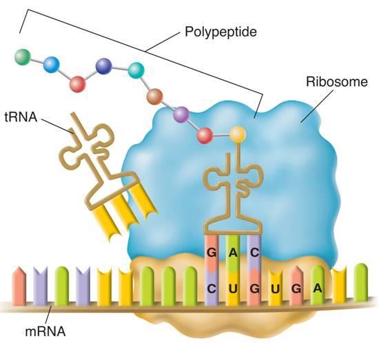 The rrna joins newly synthesized amino acids and breaks the bond between the amino acids and its trna. The trna floats away from the ribosome, allowing the rrna to bind another trna.