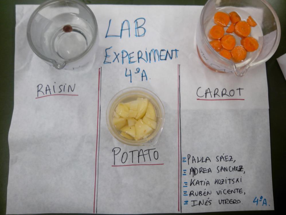 DURING AND AFTER THE EXPERIMENT PROBLEMS WE HAD DURING THE EXPERIEMNT: When we wanted to put the carrot and the potato into the beakers, we realized they were too big, so we had to cut them into