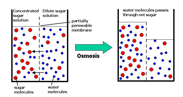 OSMOSIS Osmosis is the physical process by which, in a solution, the concentration of solute is regulated by