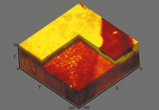 Figure 9 Three-dimensional reconstructed two-photon images of in vivo human skin.