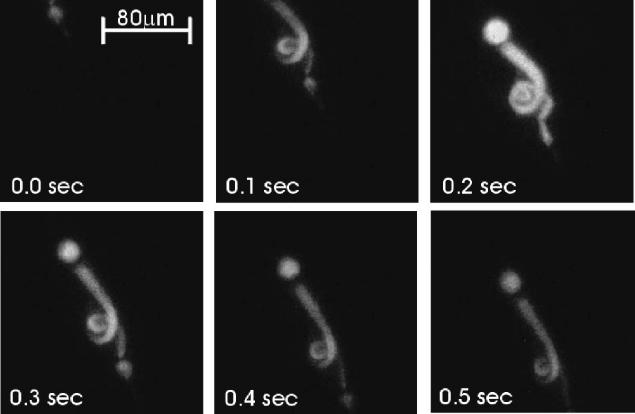 TWO-PHOTON MICROSCOPY 419 Figure 10 Video rate two-photon image of a Calcein-AM labeled protozoa, blepharisma, as it swam across the observation area at a rate of 100 µm/s.