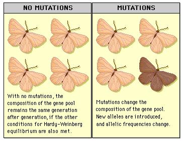 #3 - No Change in Allelic Frequency due to Mutation For a population to be at Hardy-Weinberg equilibrium, there can be no change in allelic frequency due to mutation.