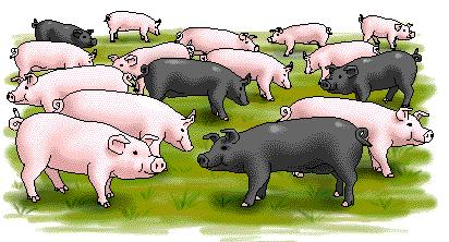 Estimating Allelic Frequencies If a trait is controlled by two alternate alleles, how can we calculate the frequency of each allele? For example, let us look at a sample population of pigs.