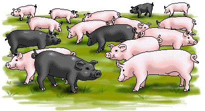 Sample Problem 1 Let's return to our population of pigs. Remember that the allele for black coat is recessive.