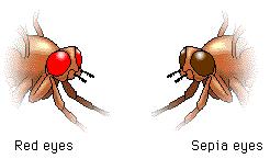 Sample Problem 2 In a certain population of 1000 fruit flies, 640 have red eyes while the remainder have sepia eyes. The sepia eye trait is recessive to red eyes.
