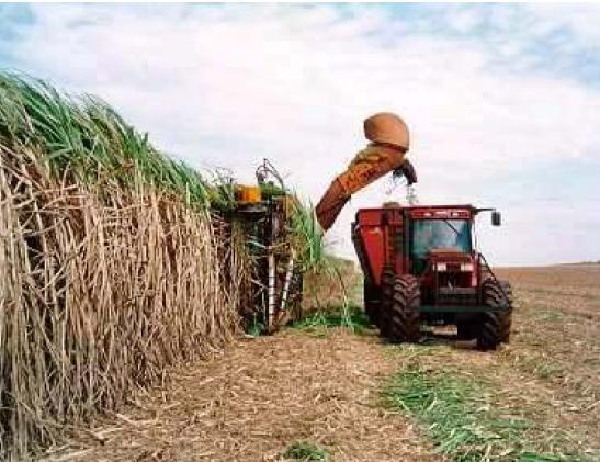 30% of the sugar cane cultivated area has mechanized harvesting.