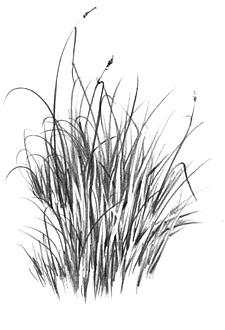 California Native Grass