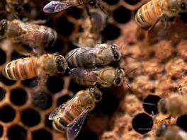 Native bees compared to Honeybees Native bees pollinate apples,